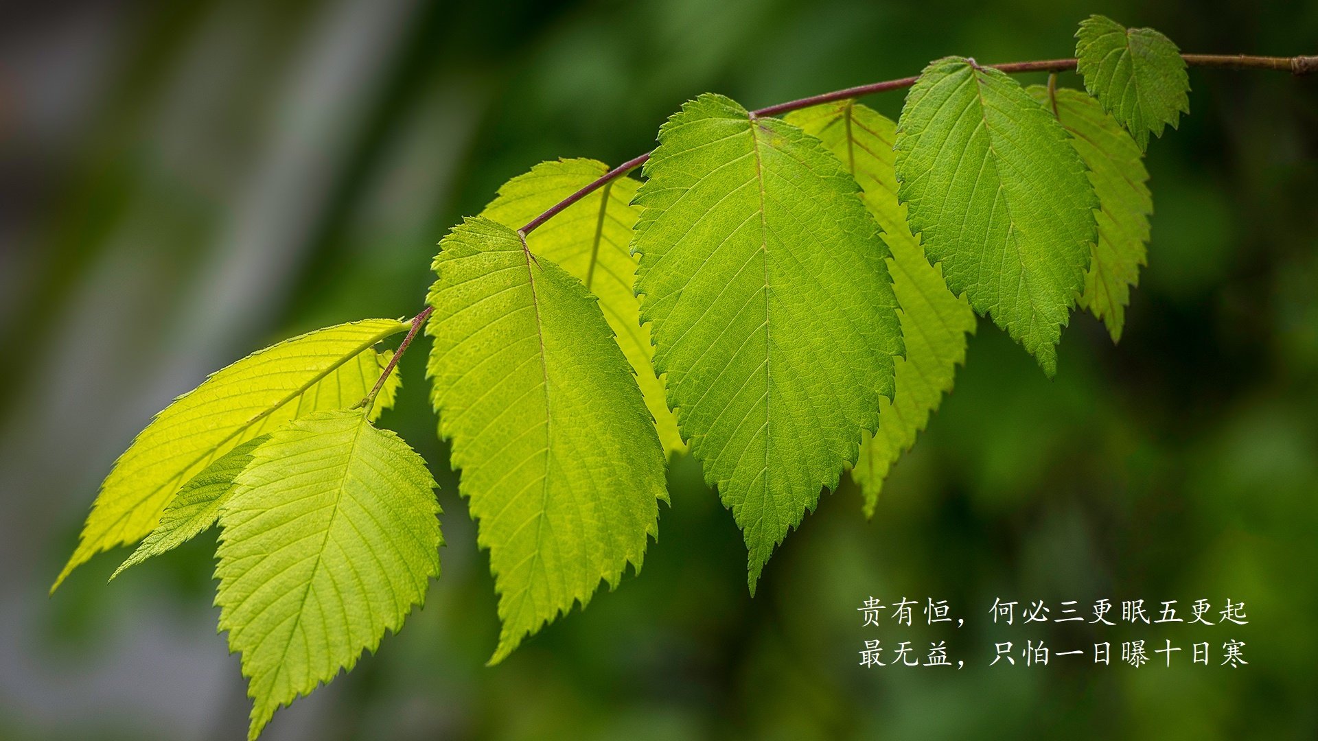 中超联赛的俱乐部运营模式，中超联赛的俱乐部运营模式有哪些